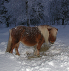 Bambie i vinterskrud i Brandsbol januari -o4