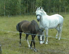 CT och Gabriella i hagen