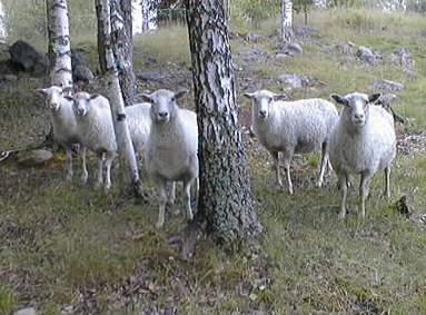 Fårdamerna