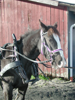Tosca hösten 2008